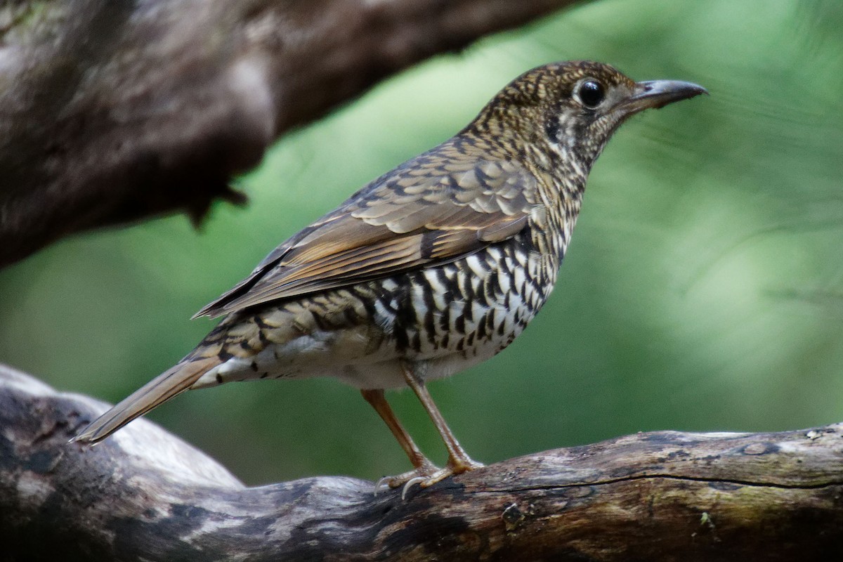 Bassian Thrush - ML614515658