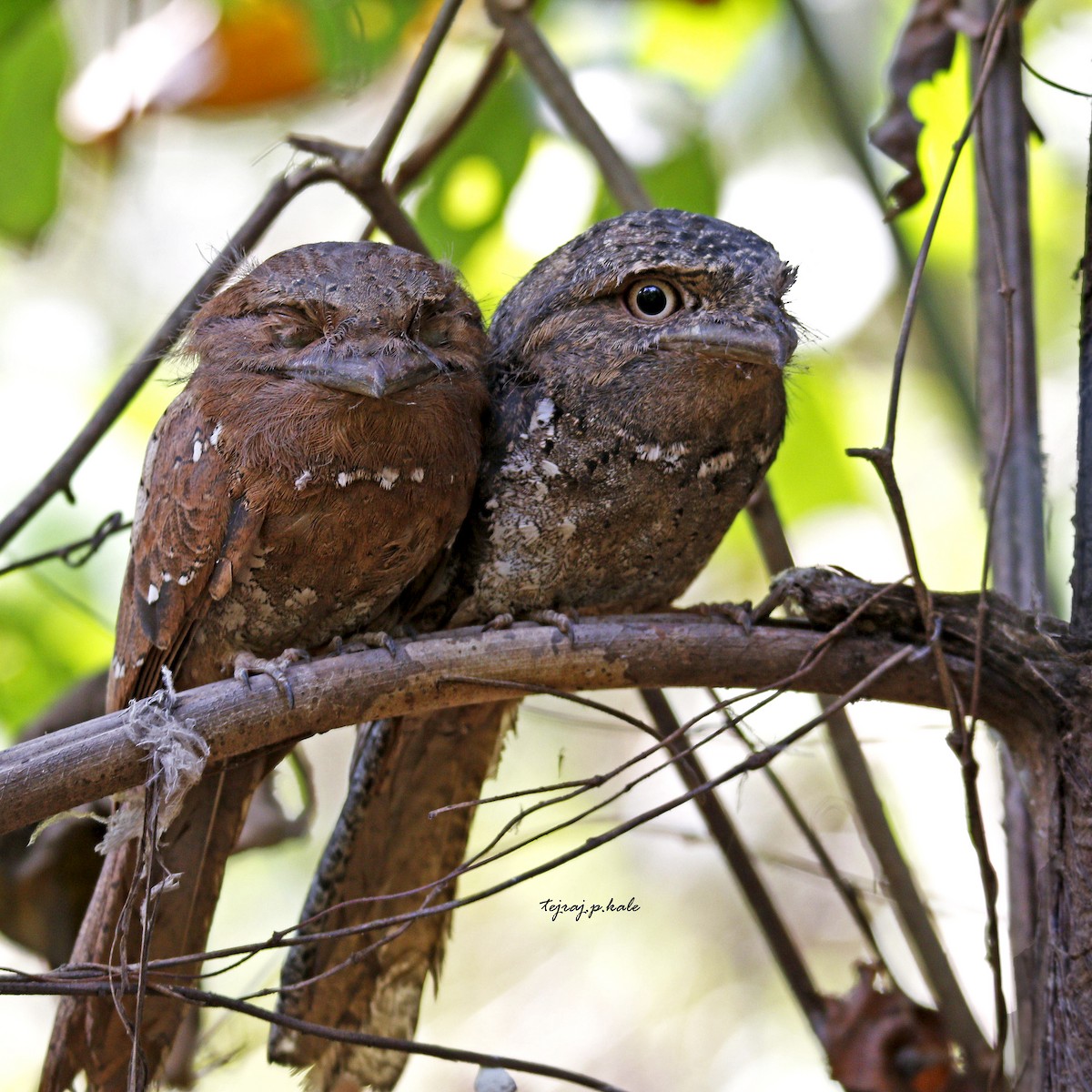 Sri Lanka Frogmouth - ML614515674