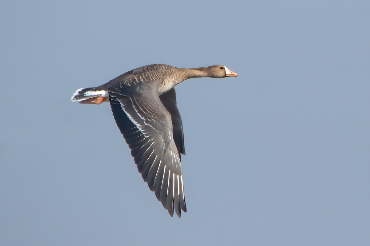 Greater White-fronted Goose - ML614515691