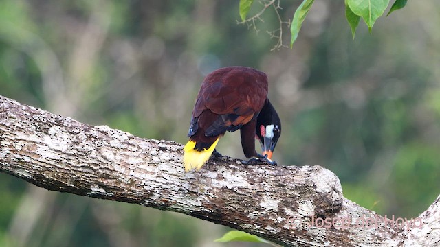 Montezuma Oropendola - ML614515779