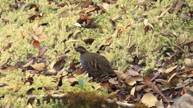 Rufous-throated Partridge - ML614515833