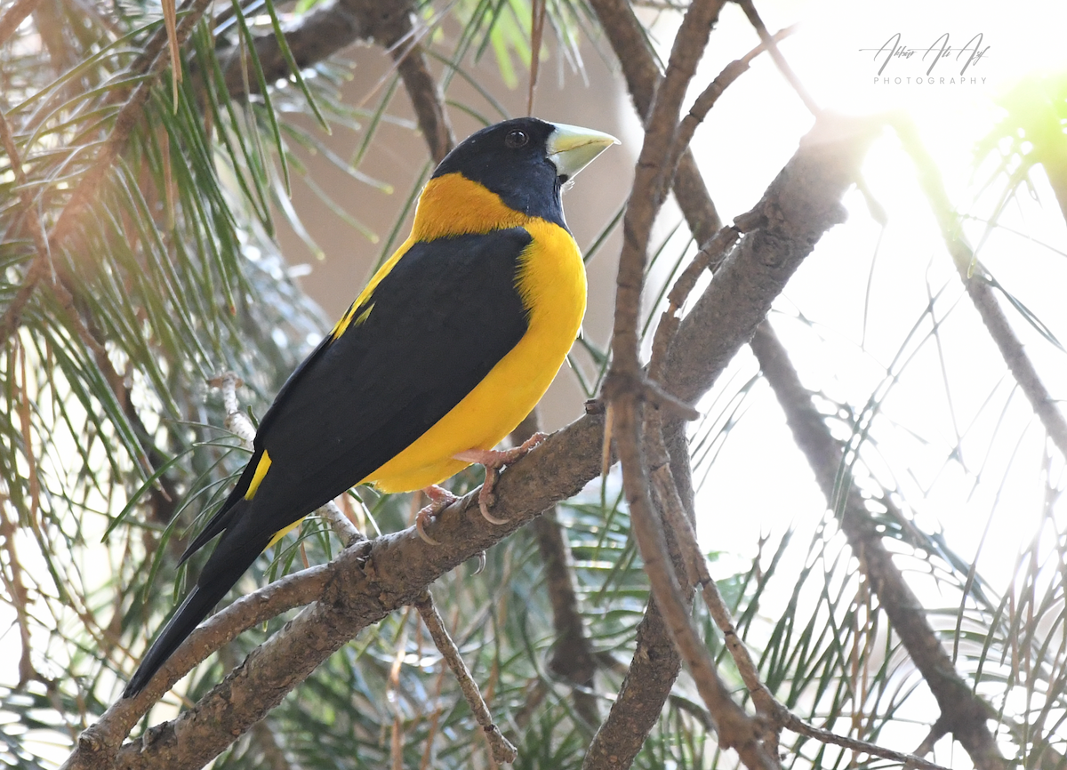 Black-and-yellow Grosbeak - ML614515867
