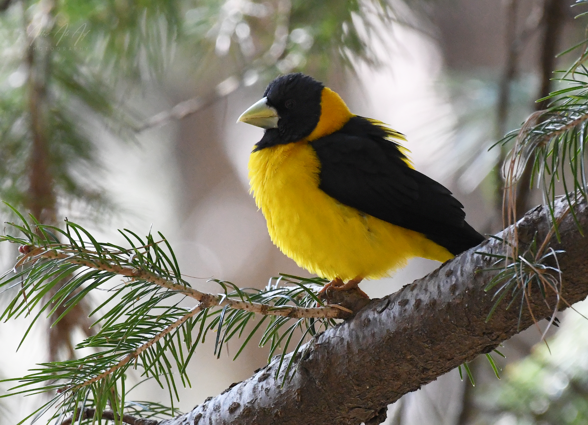 Black-and-yellow Grosbeak - ML614515869