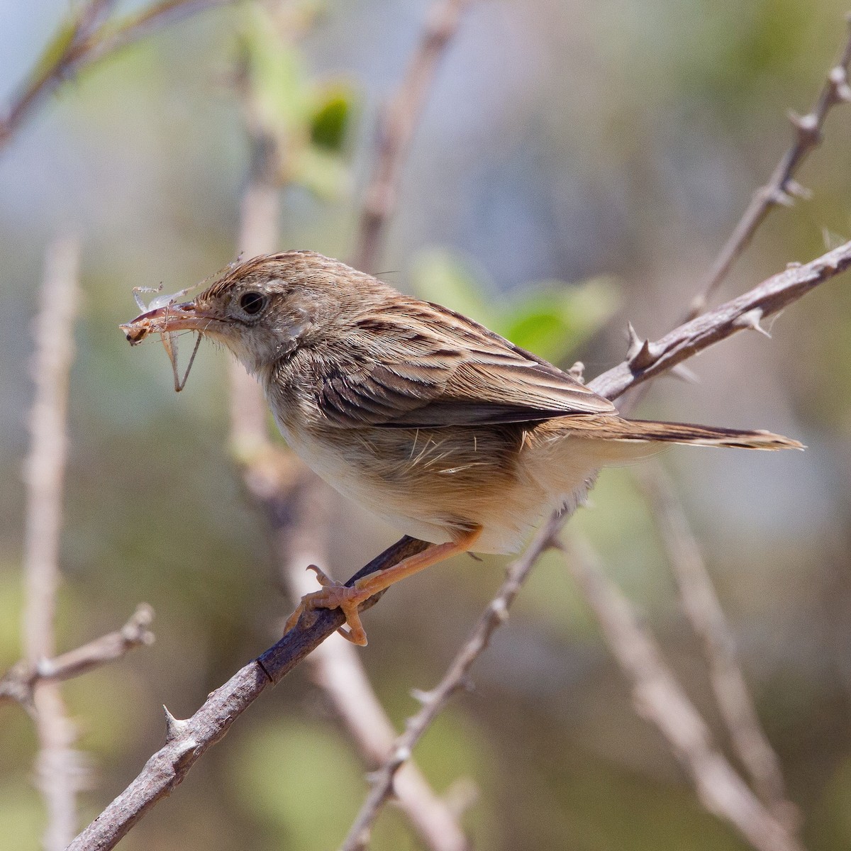 Madagascar Cisticola - Werner Suter