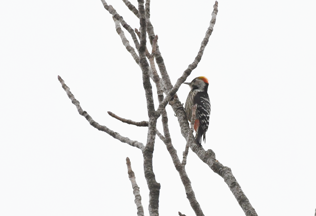 Brown-fronted Woodpecker - AKBAR ALI ASIF