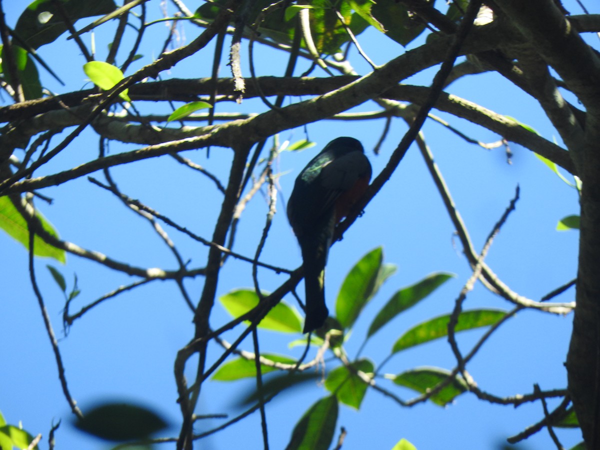 Elegant Trogon - ML614516062