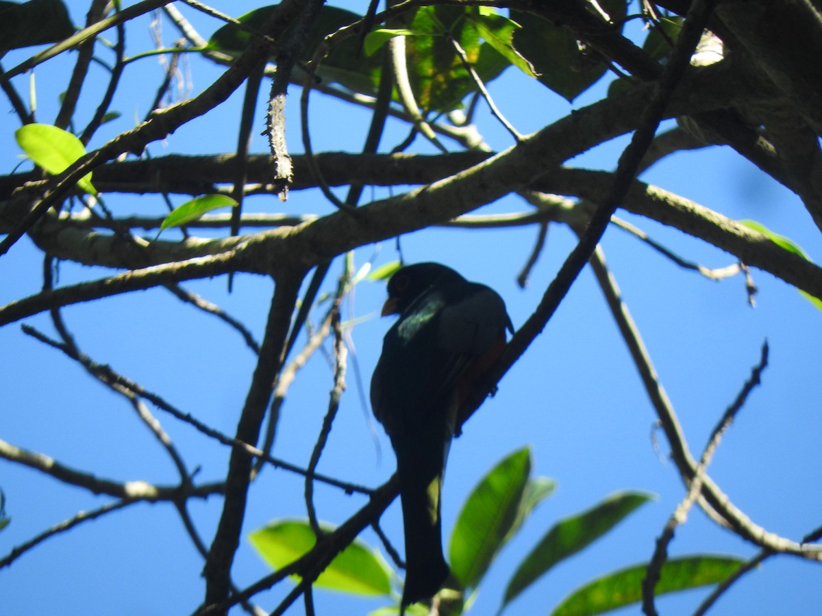 Elegant Trogon - ML614516063