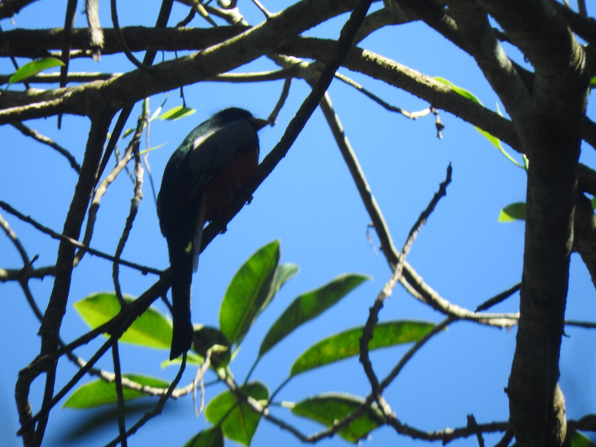 Elegant Trogon - ML614516064