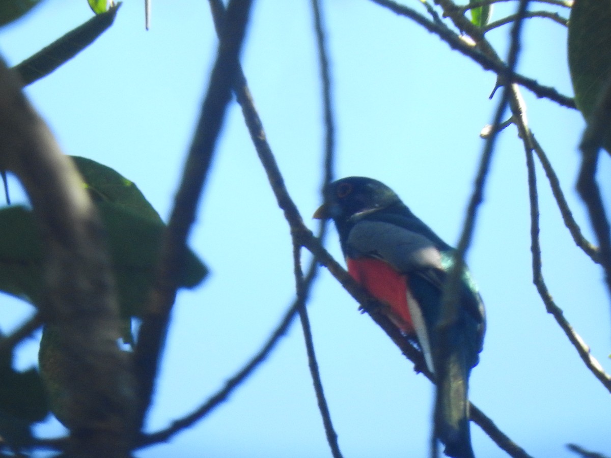 Elegant Trogon - ML614516065