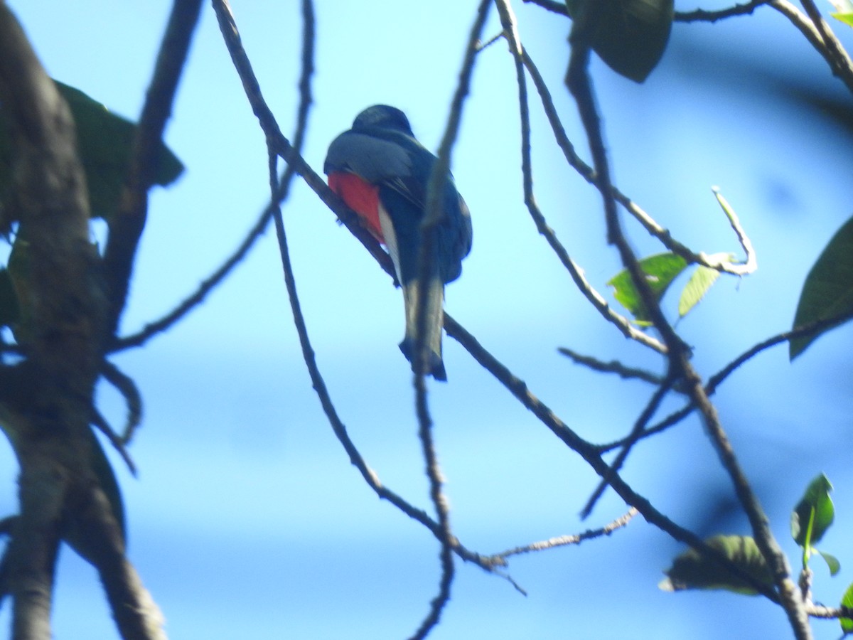Elegant Trogon - ML614516066