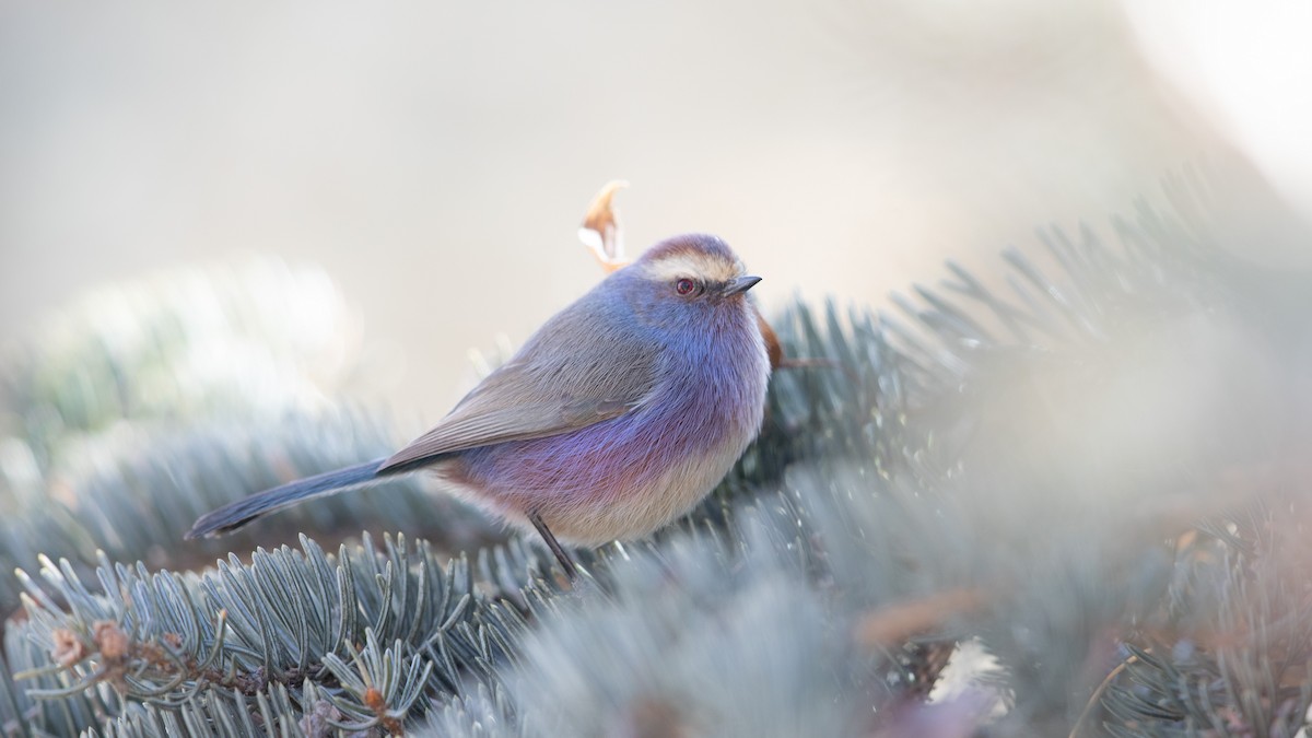 White-browed Tit-Warbler - ML614516070