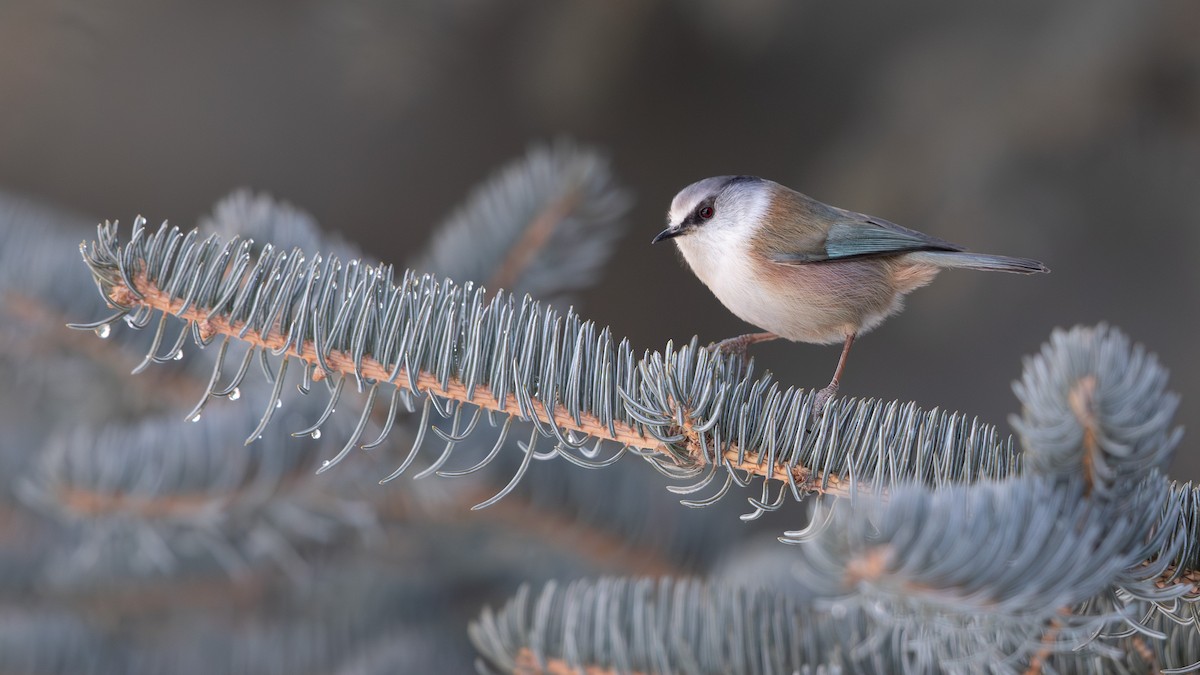 Crested Tit-Warbler - ML614516072