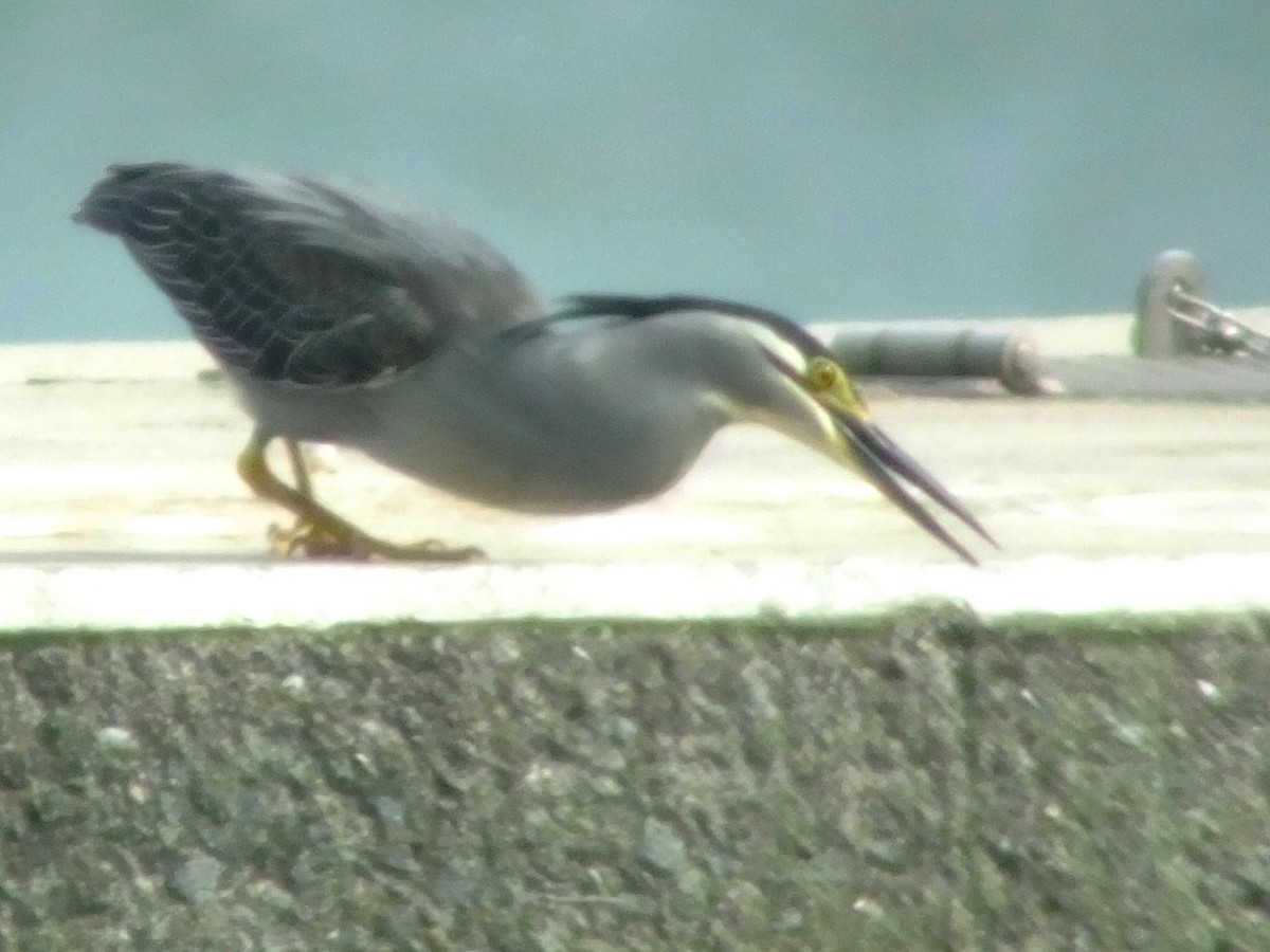 Striated Heron - ML614516075