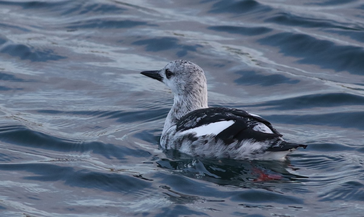 Black Guillemot - ML614516091