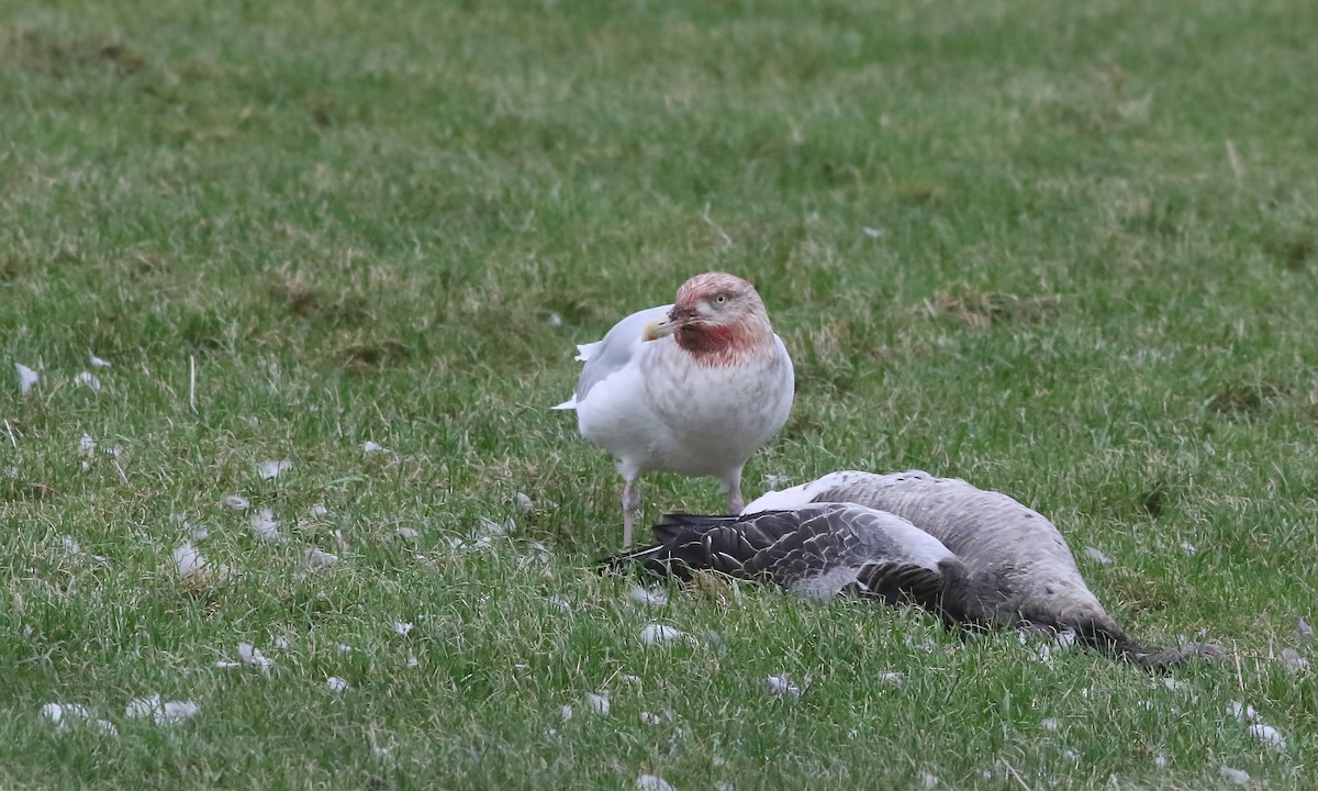 Glaucous Gull - ML614516124