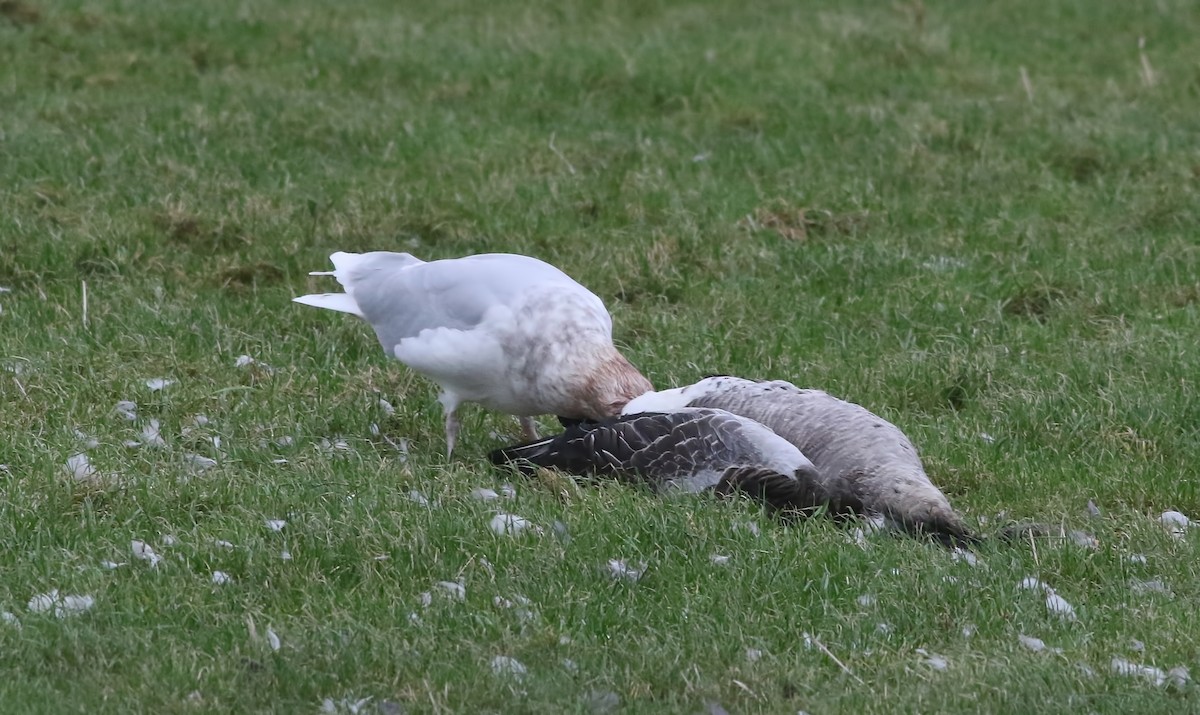 Glaucous Gull - ML614516126