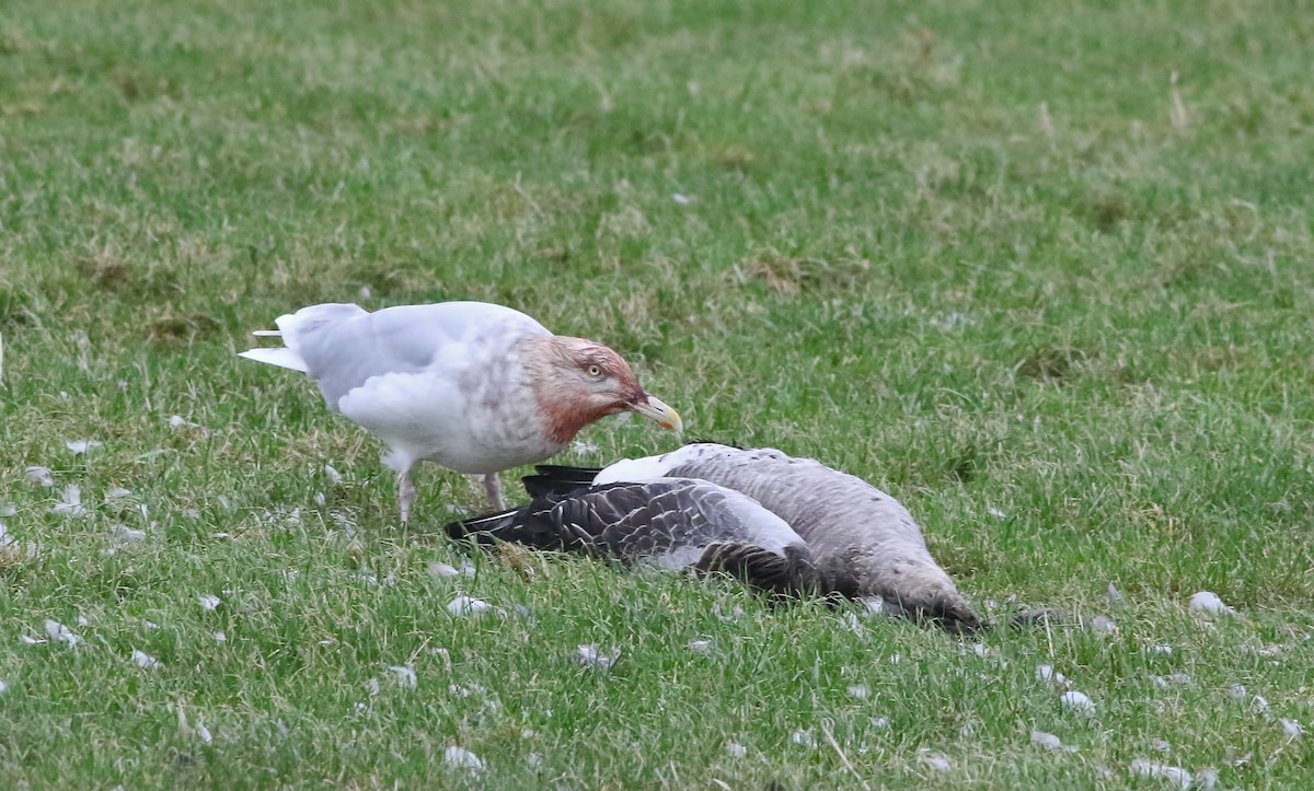 Glaucous Gull - ML614516127