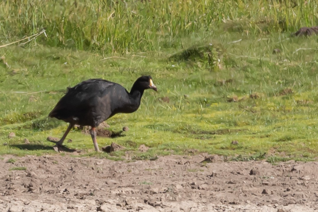 Giant Coot - ML614516144