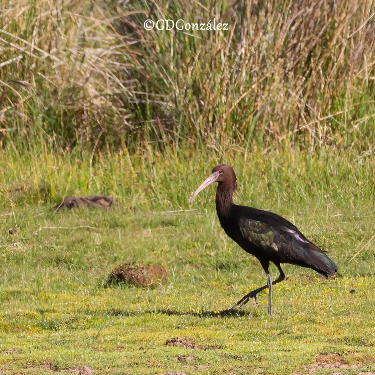 ibis andský - ML614516152