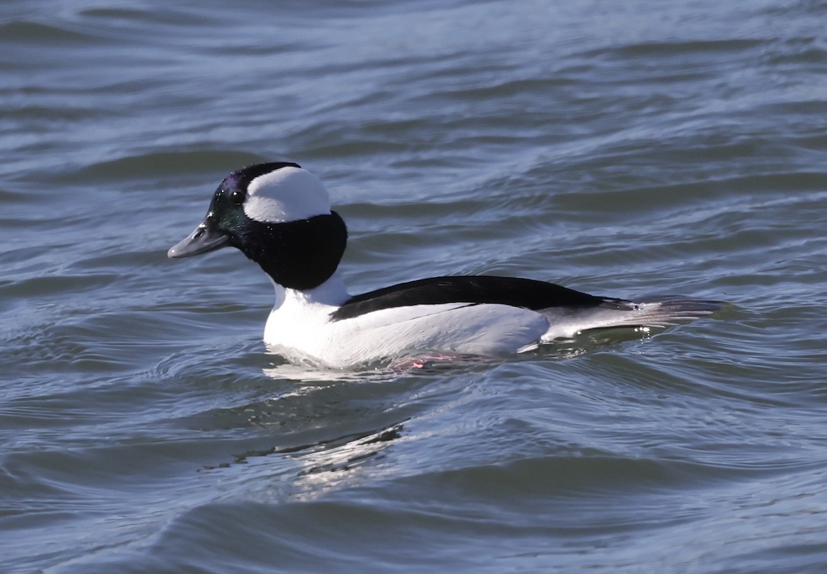 Bufflehead - ML614516228