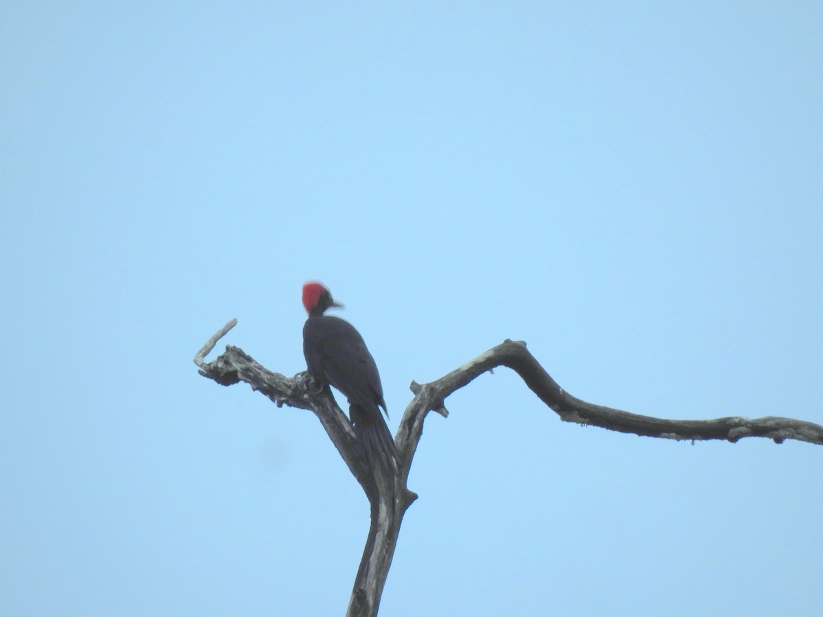 Andaman Woodpecker - Debdeep Pramanik