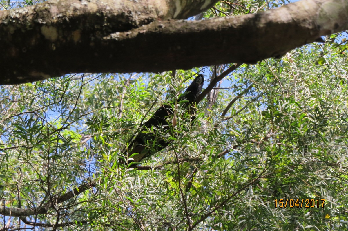 Yellow-tailed Black-Cockatoo - ML614516261