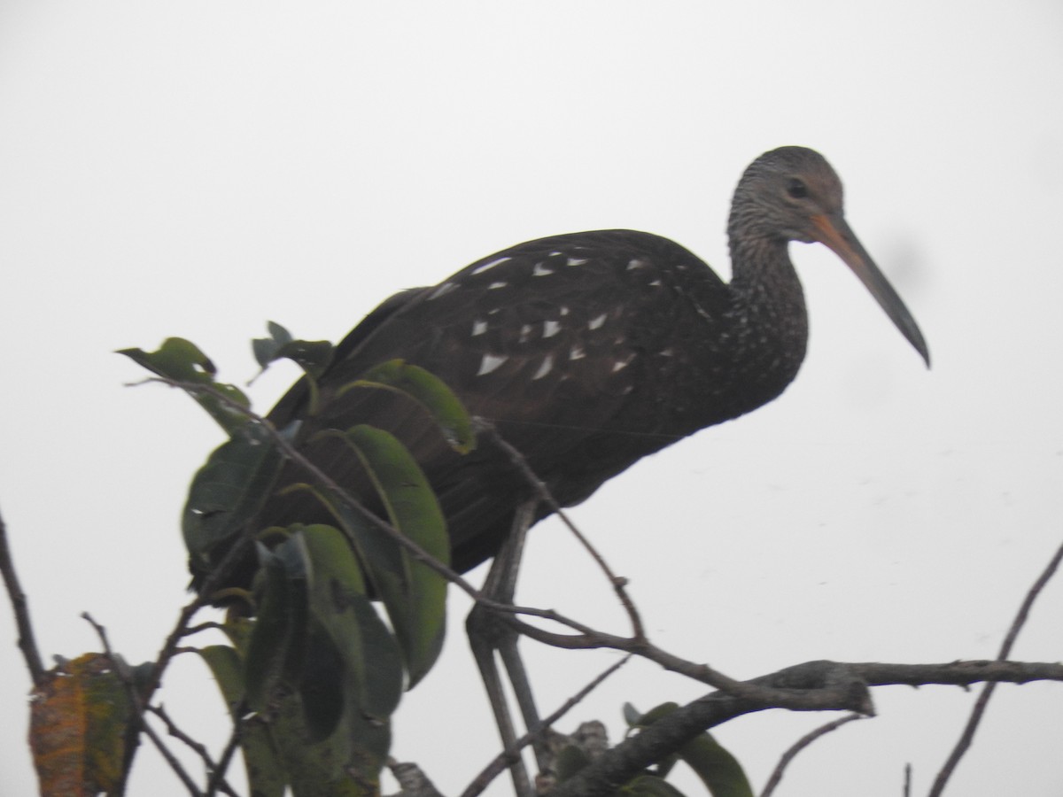 Limpkin - Luis  Morales