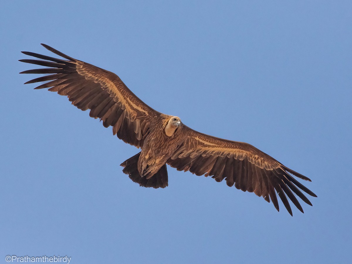 Eurasian Griffon - Prathamesh Desai