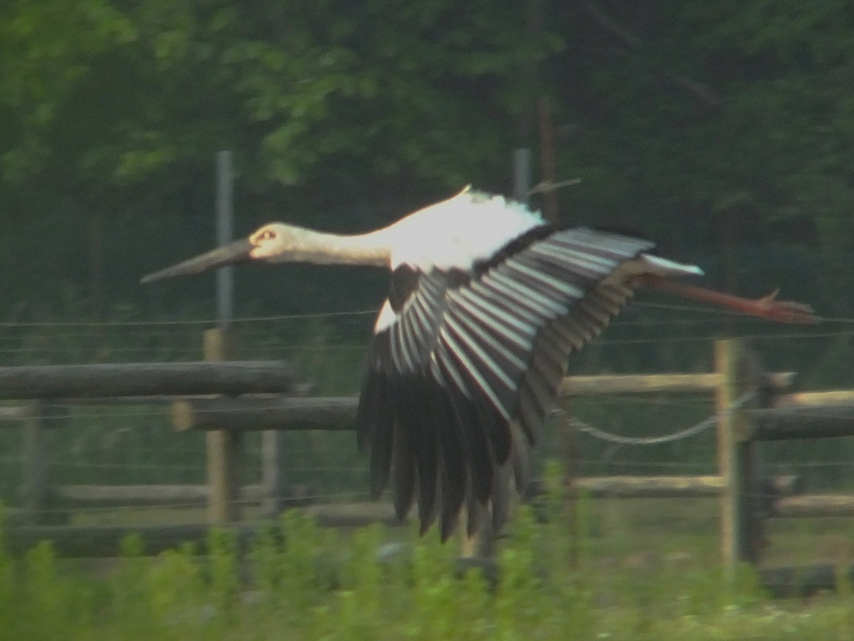 Oriental Stork - ML614516350