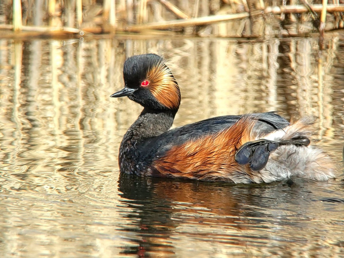 Eared Grebe - Toby Carter