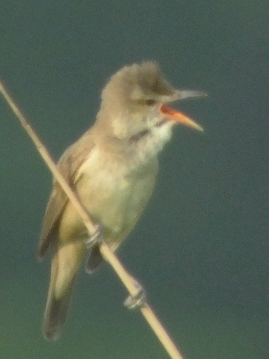 Oriental Reed Warbler - ML614516356