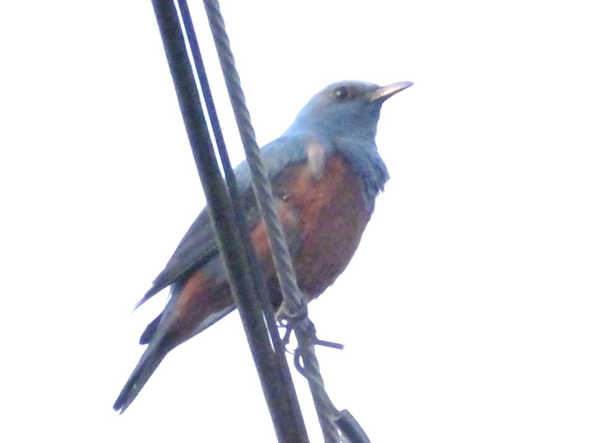 Blue Rock-Thrush - ML614516357