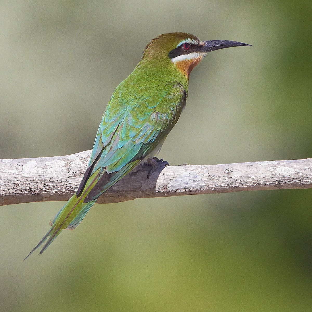 Madagascar Bee-eater - Werner Suter