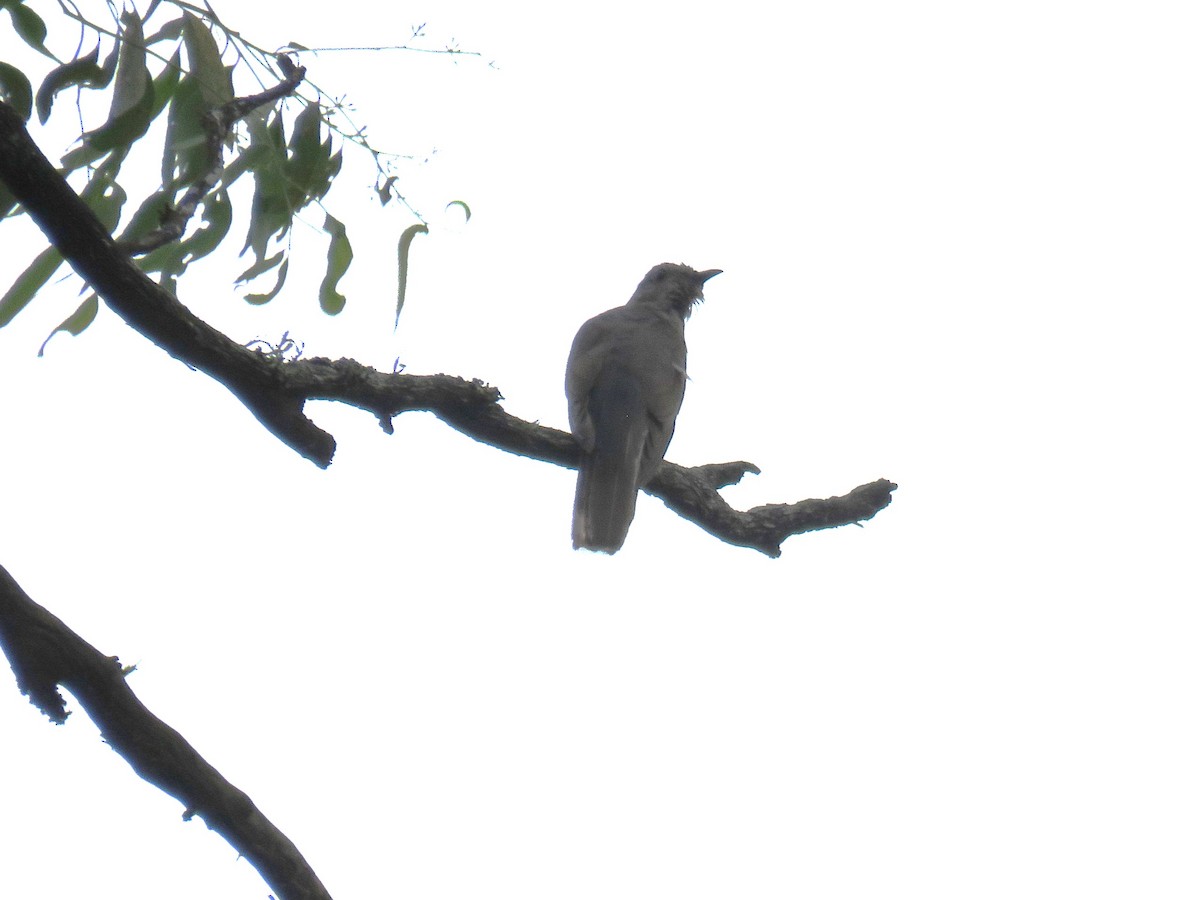 Brush Cuckoo - Michel Turcot