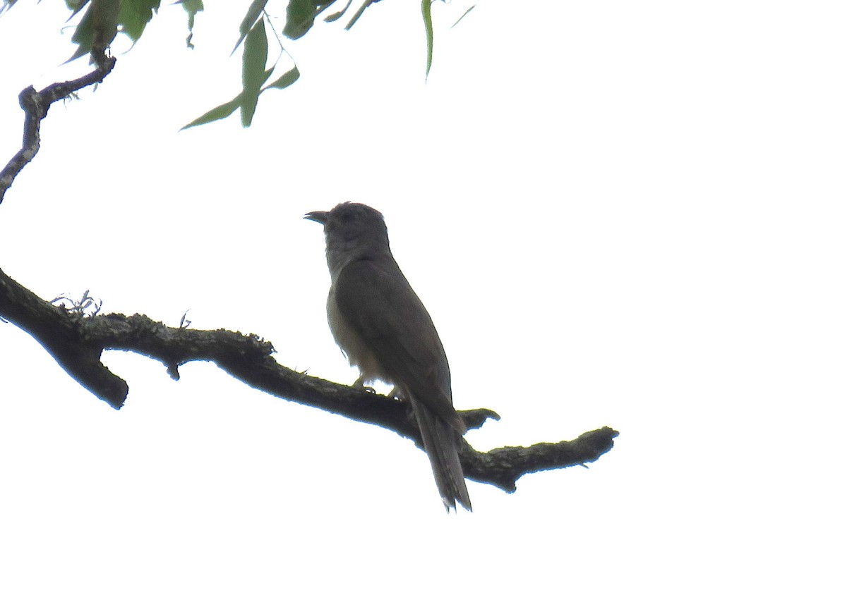 Brush Cuckoo - Michel Turcot