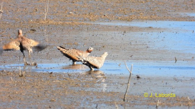 Ganga unibande - ML614516542