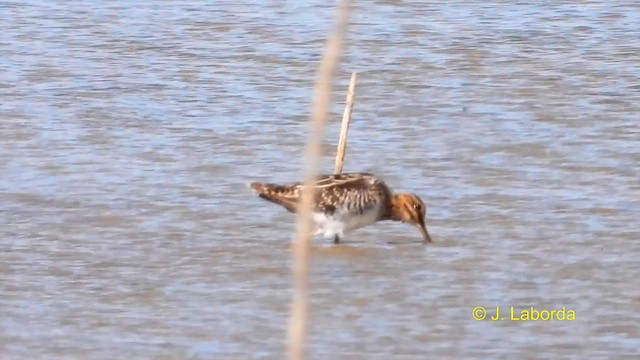 Common Snipe - ML614516553