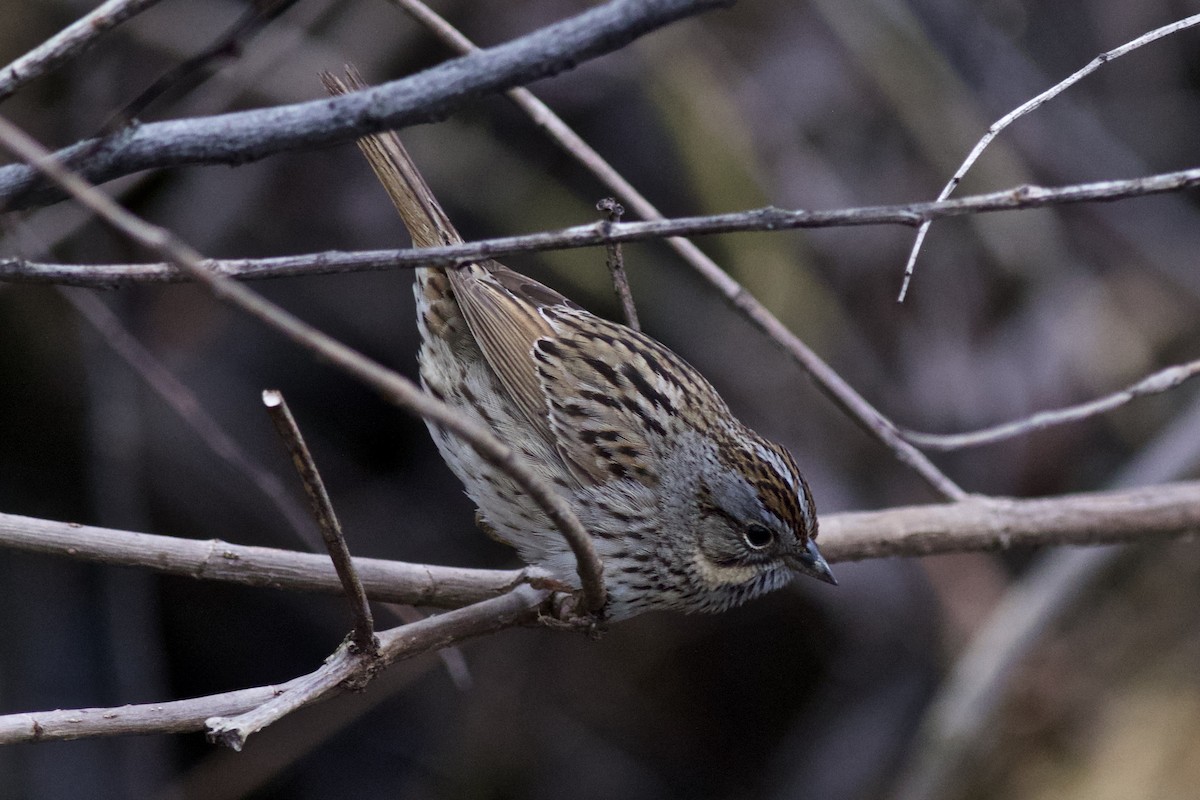 Lincoln's Sparrow - ML614516608