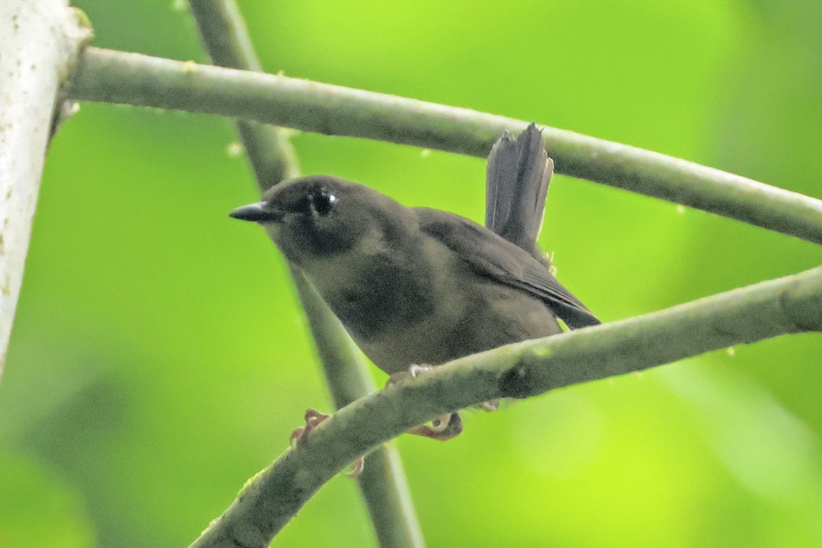 Whistling Warbler - ML614516628