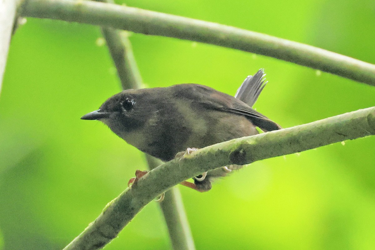 Whistling Warbler - ML614516629