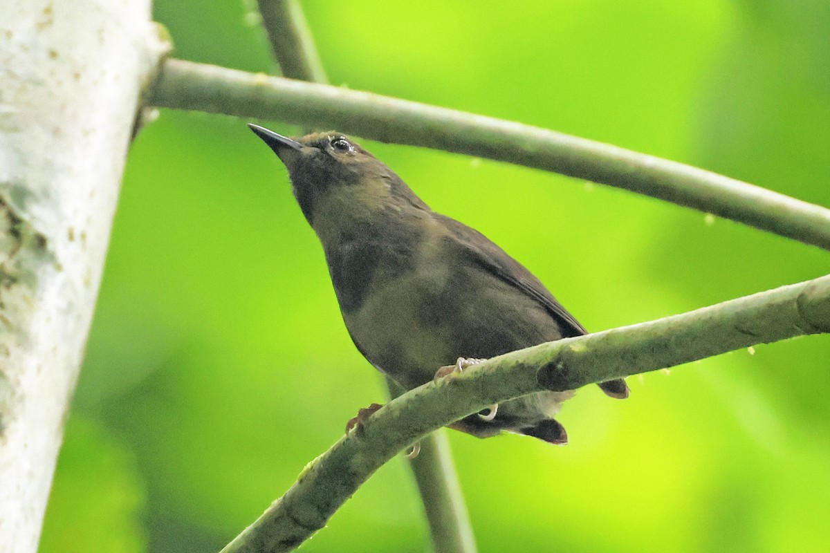 Whistling Warbler - ML614516630