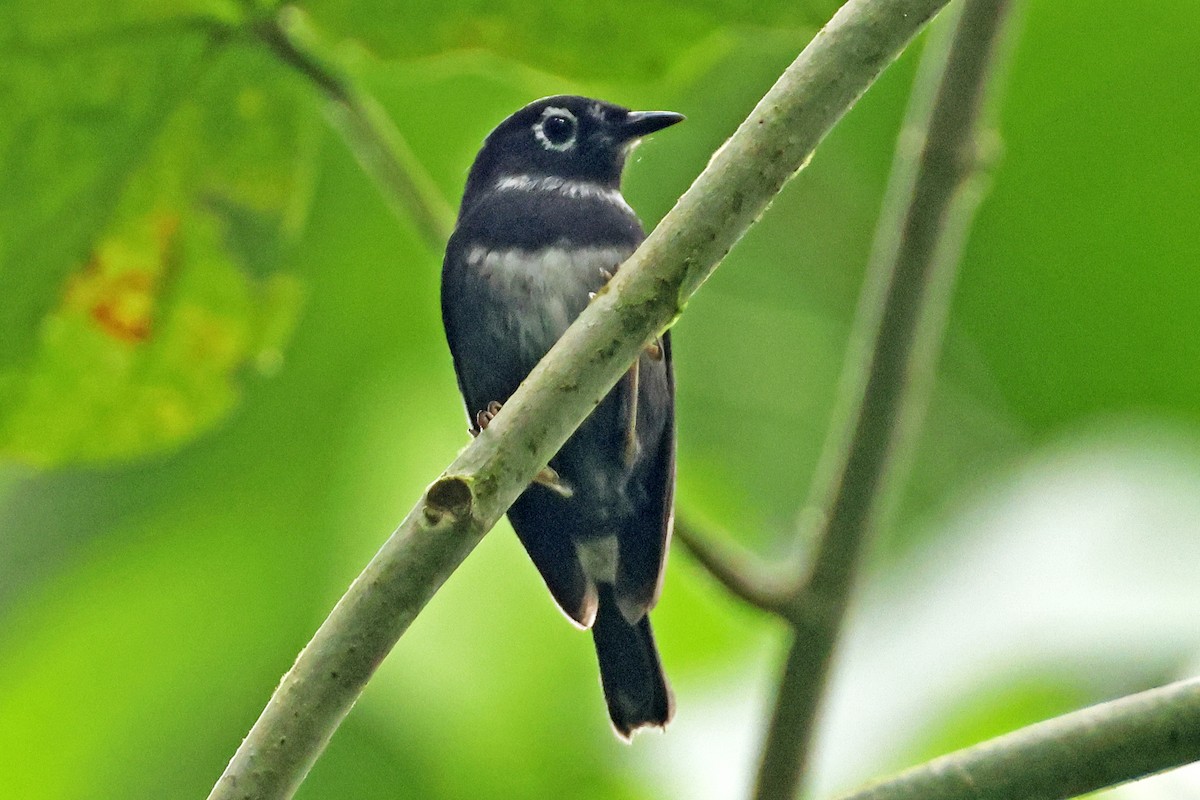 Whistling Warbler - ML614516631