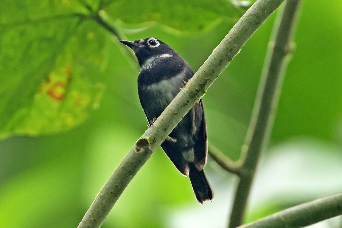 Whistling Warbler - Steven Whitebread