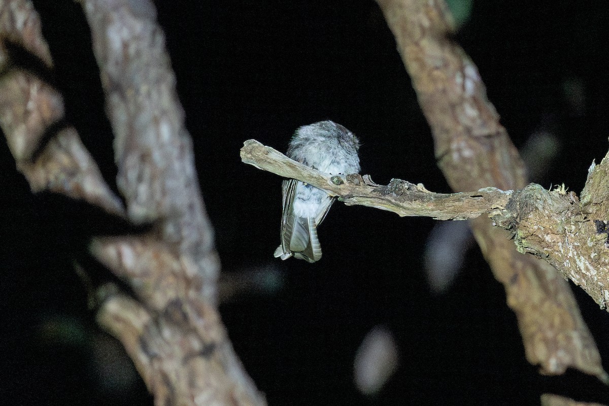 Australian Owlet-nightjar - ML614516711