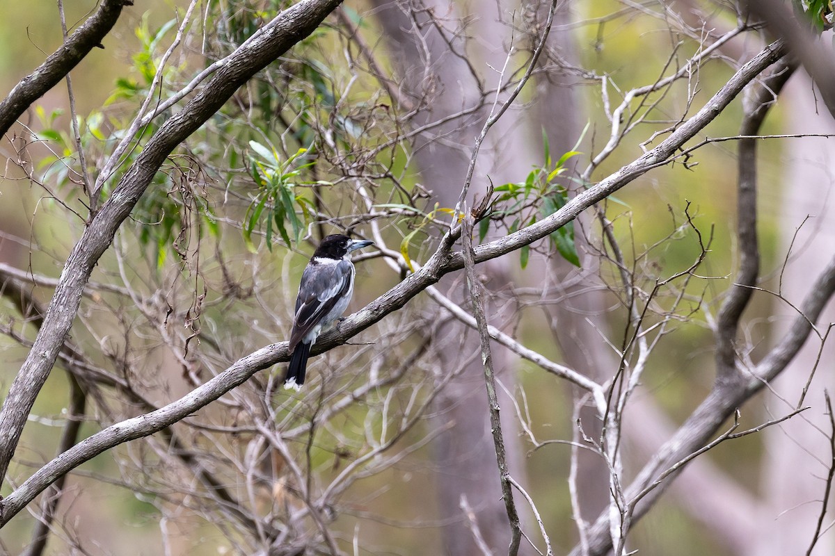 Gray Butcherbird - ML614516751