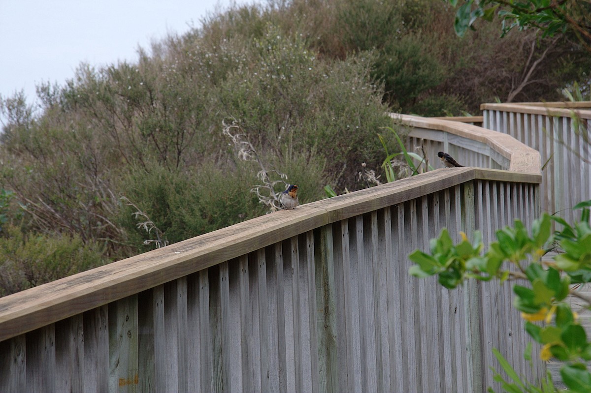 Golondrina Australiana - ML614516794