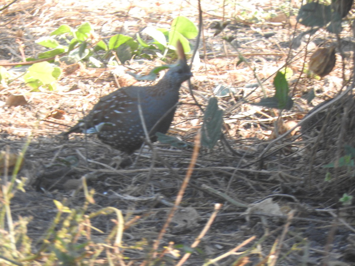 Elegant Quail - ML614516825