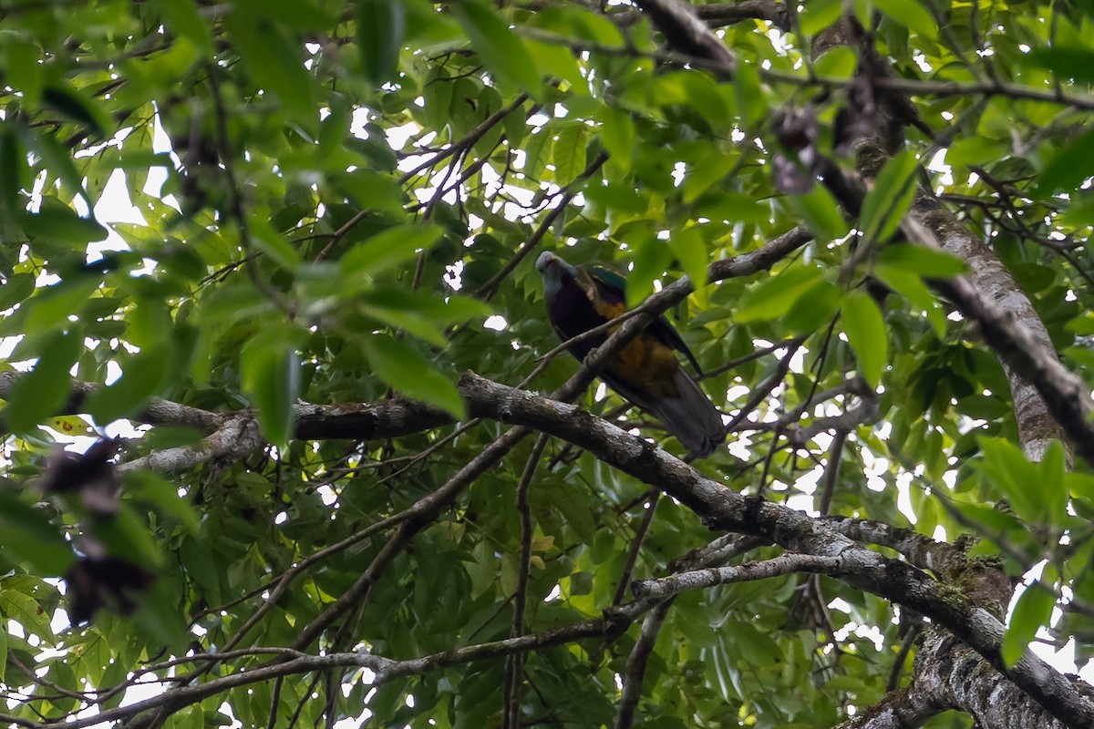 Wompoo Fruit-Dove - ML614516862