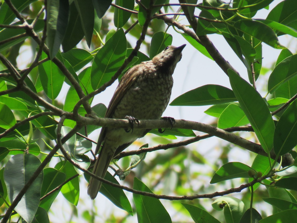 Regent Bowerbird - ML614516866