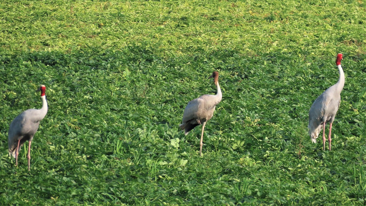 Sarus Crane - ML614516924